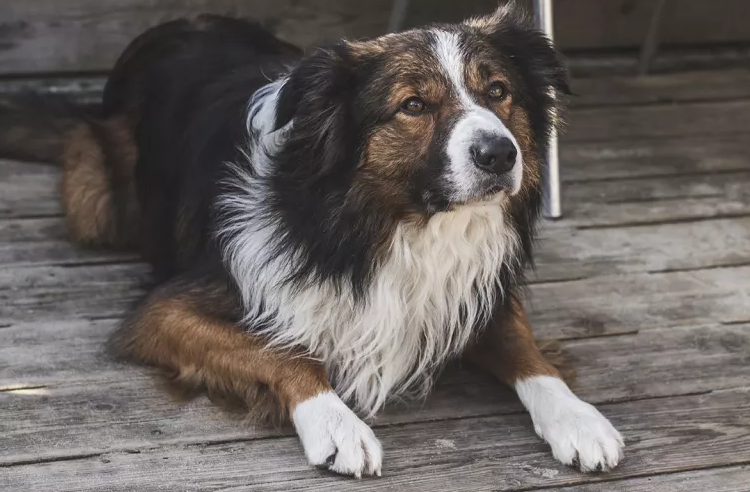 Illustration de l'article : 10 races de chiens considérées comme les plus enclines à l'apprentissage